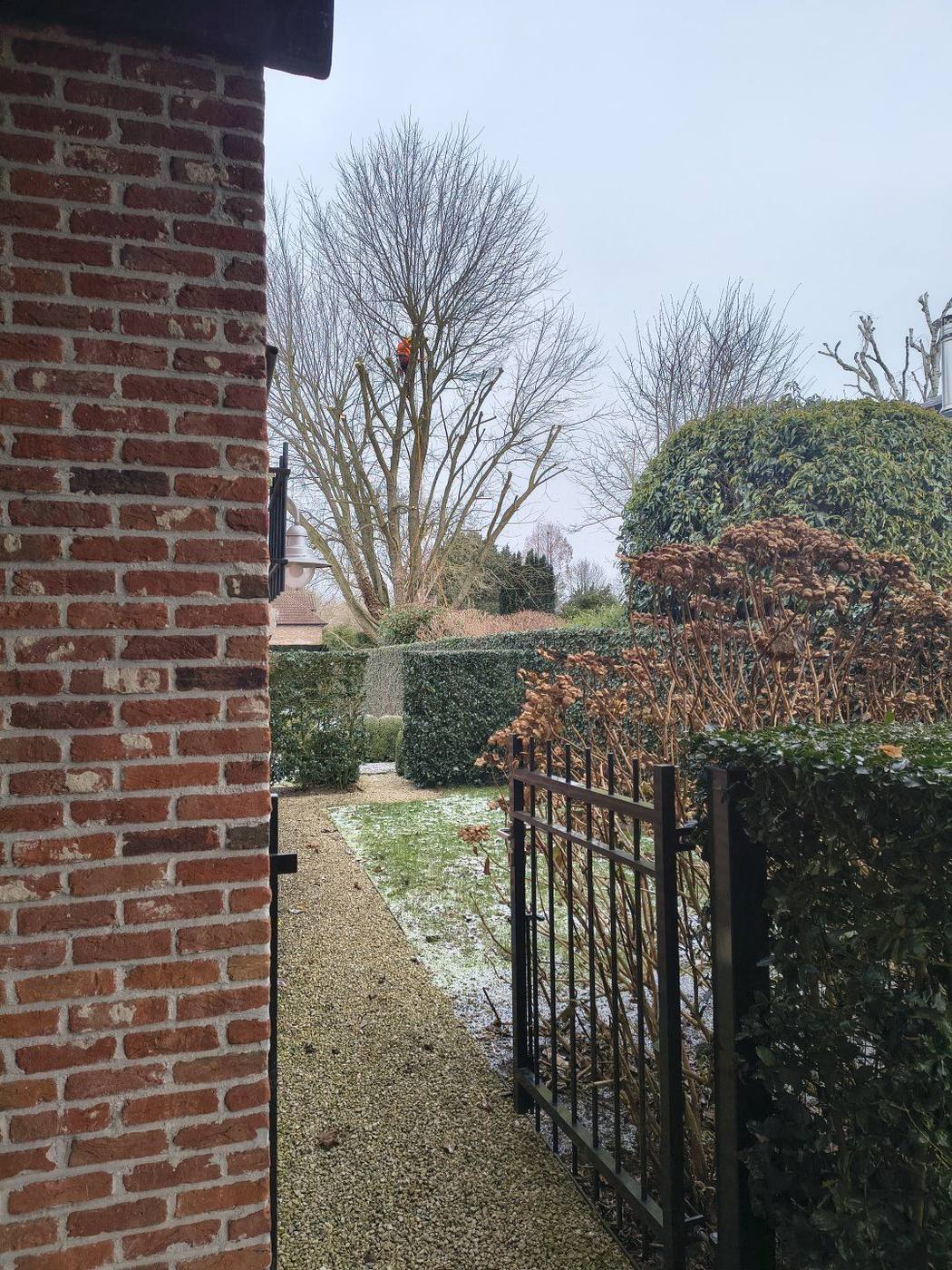 Boomklim & snoeiwerken — realisatie 5
